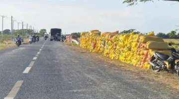 مشروع زراعة مليون هكتار من الأرز يتجاوز هدفه المخطط له بنسبة 200%